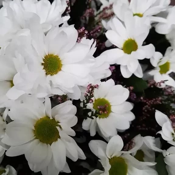 Un bouquet de 7 chrysanthèmes blancs