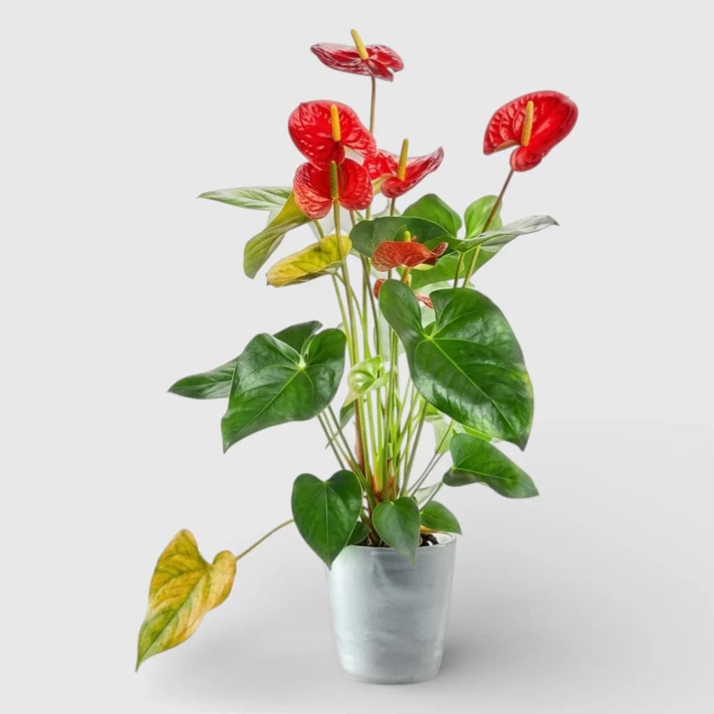 Plante en pot ' Anthurium rouge '