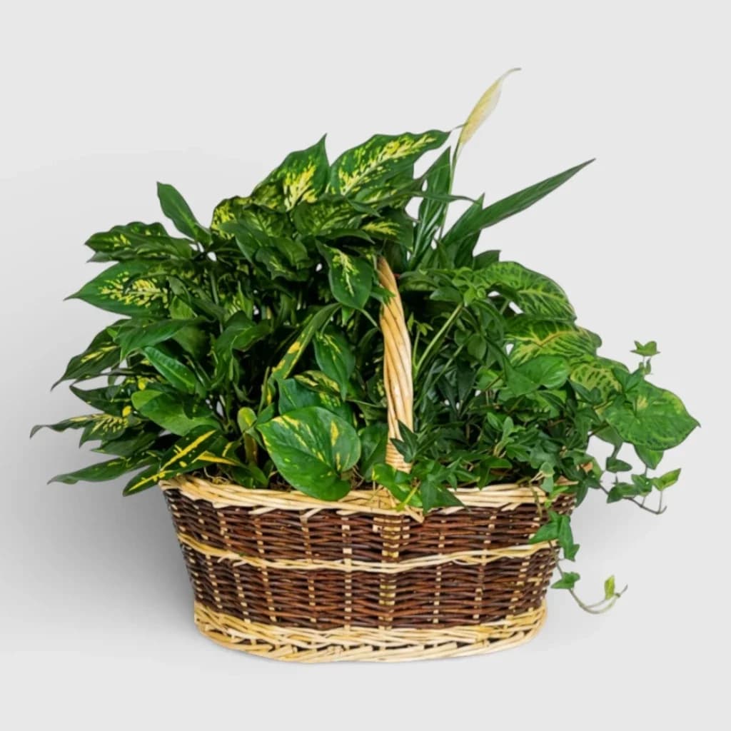 Panier avec des plantes en pot ' Paradis tropical '