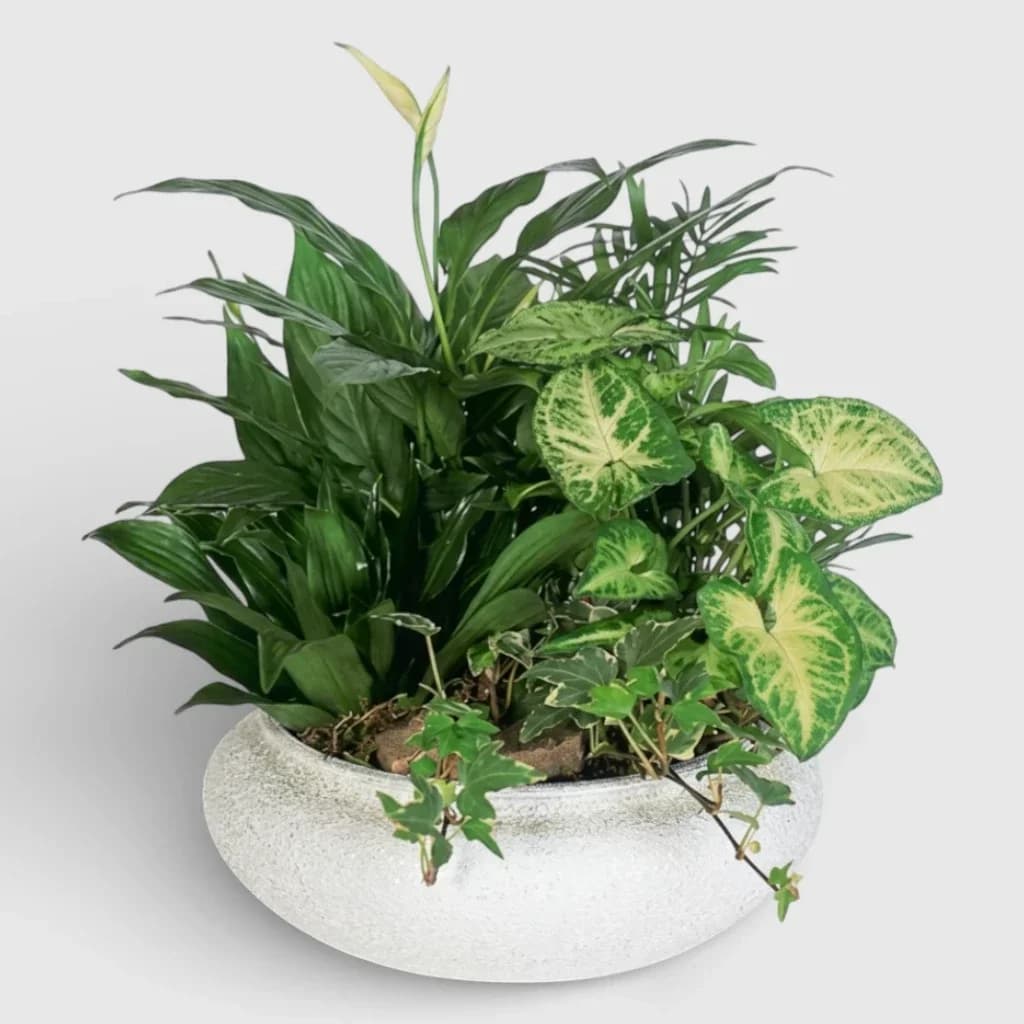 Composition de plantes en pot ' Coin exotique '