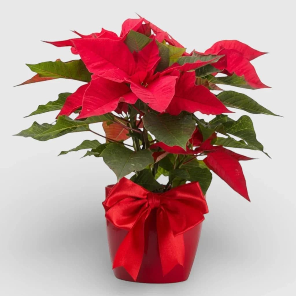 Plante en pot Poinsettia ' Étoile de Noël '