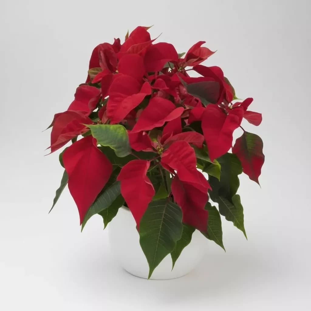 Plante en pot Poinsettia