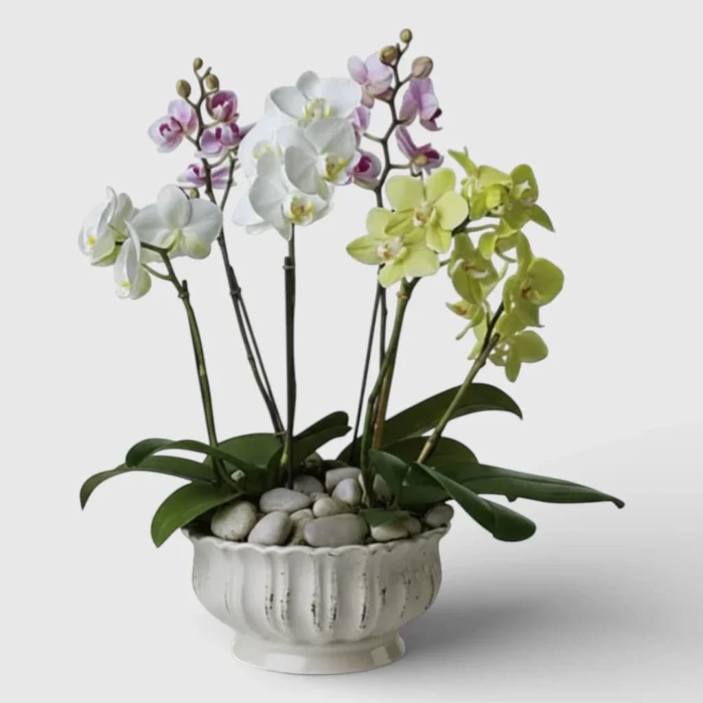 Composition ' Orchids royales '