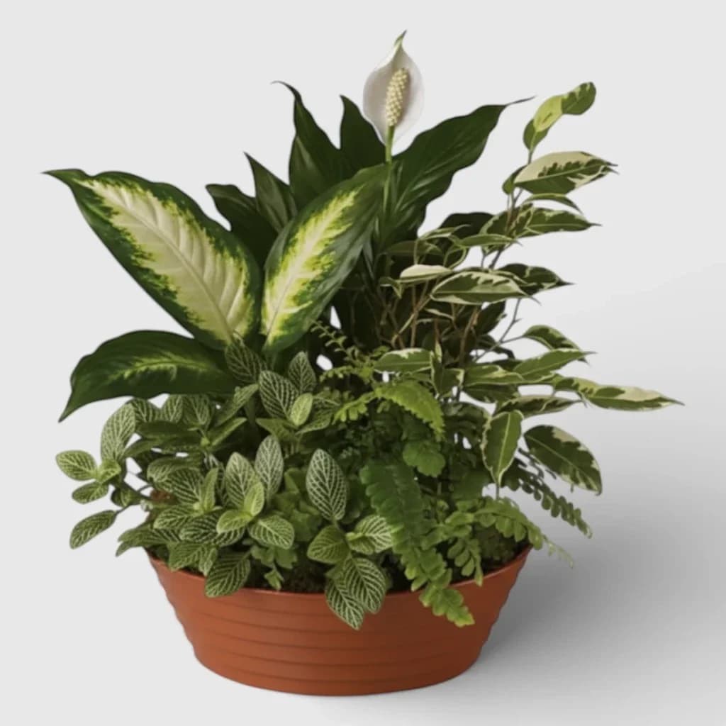 Composition de plantes en pot ' Jardin fleuri '