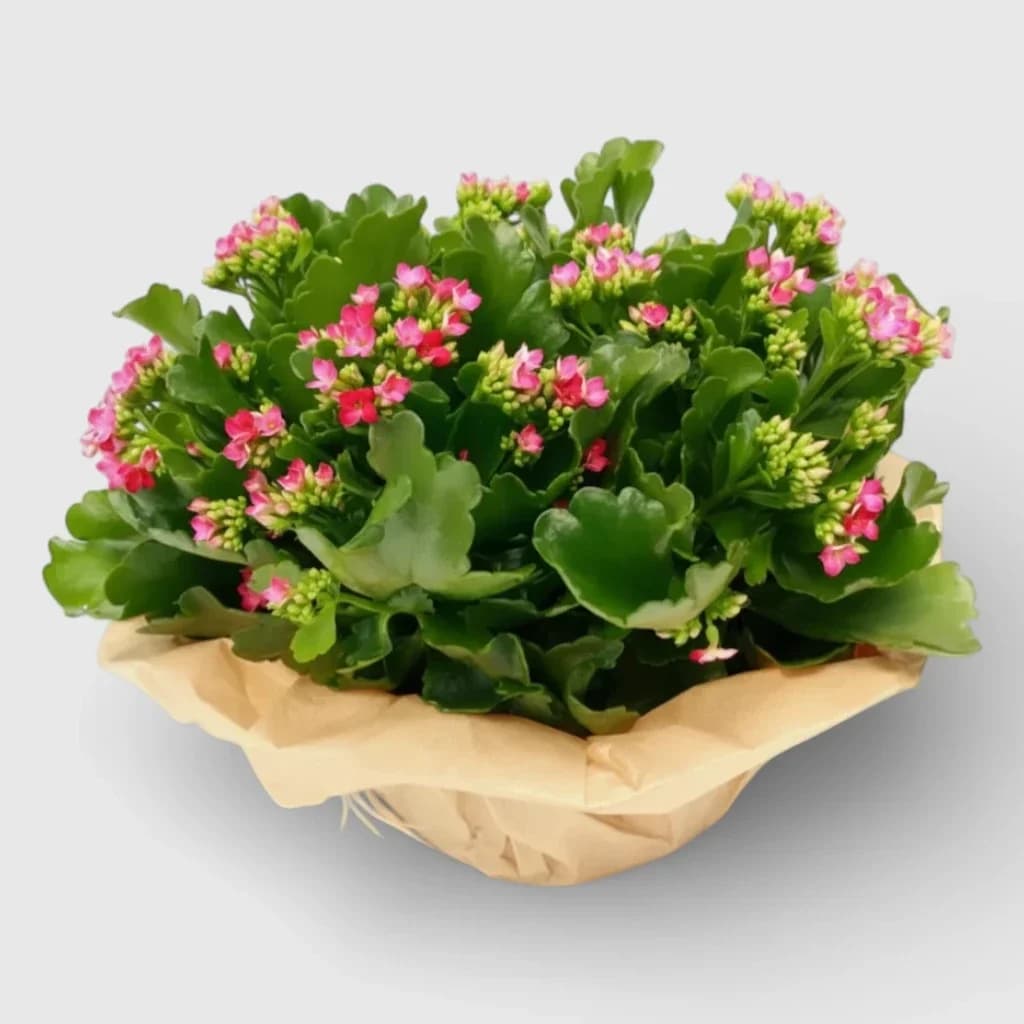 Calandiva en pot
