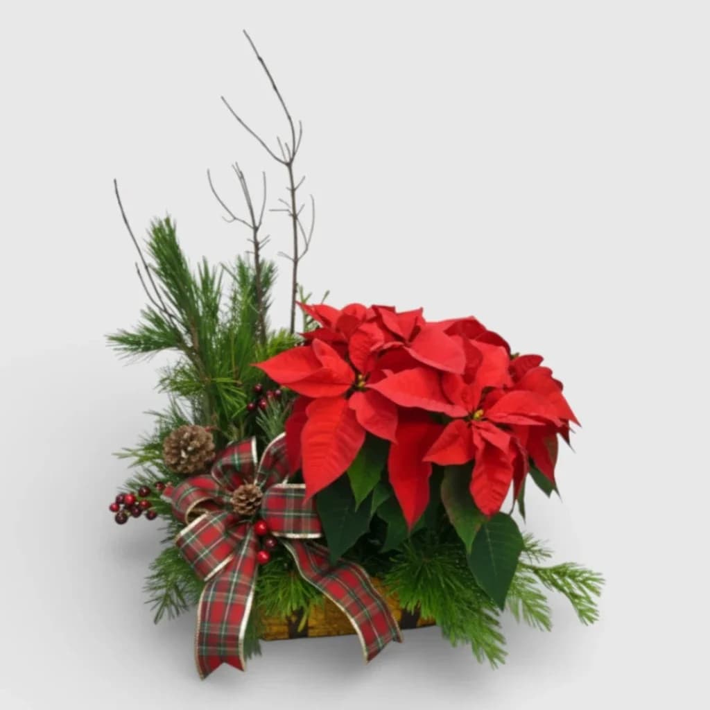 Étoile de Noël dans le Panier & Décor saisonnier