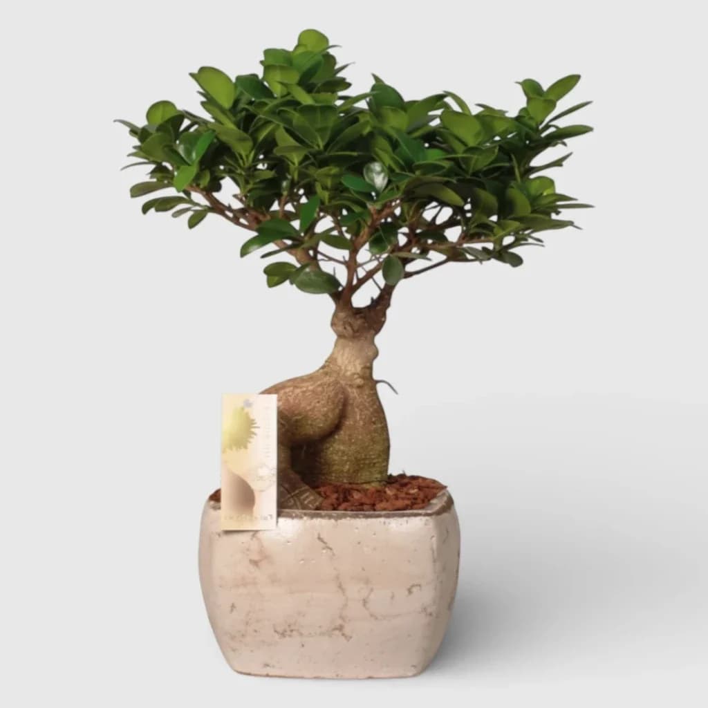 Plante en pot ' Arbre Bonsaï '