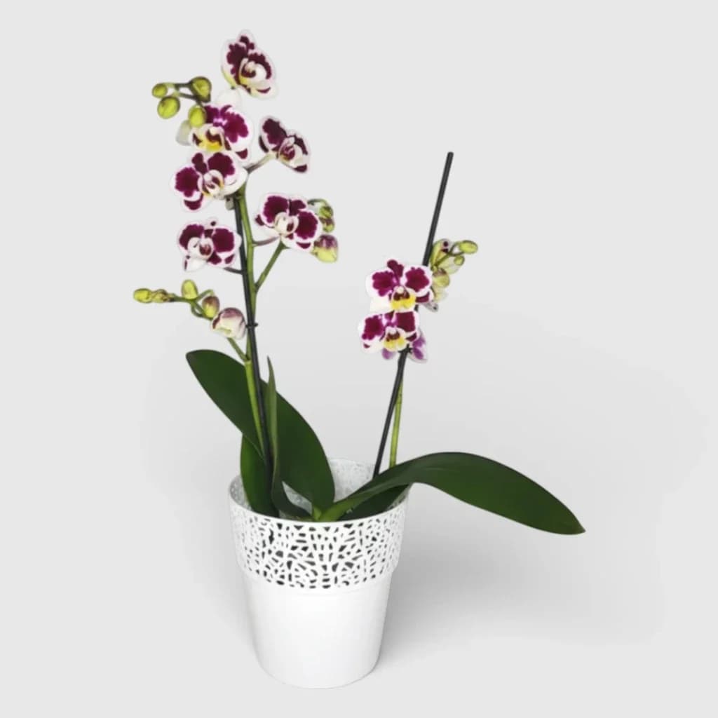Orchidée blanc-violet en pot