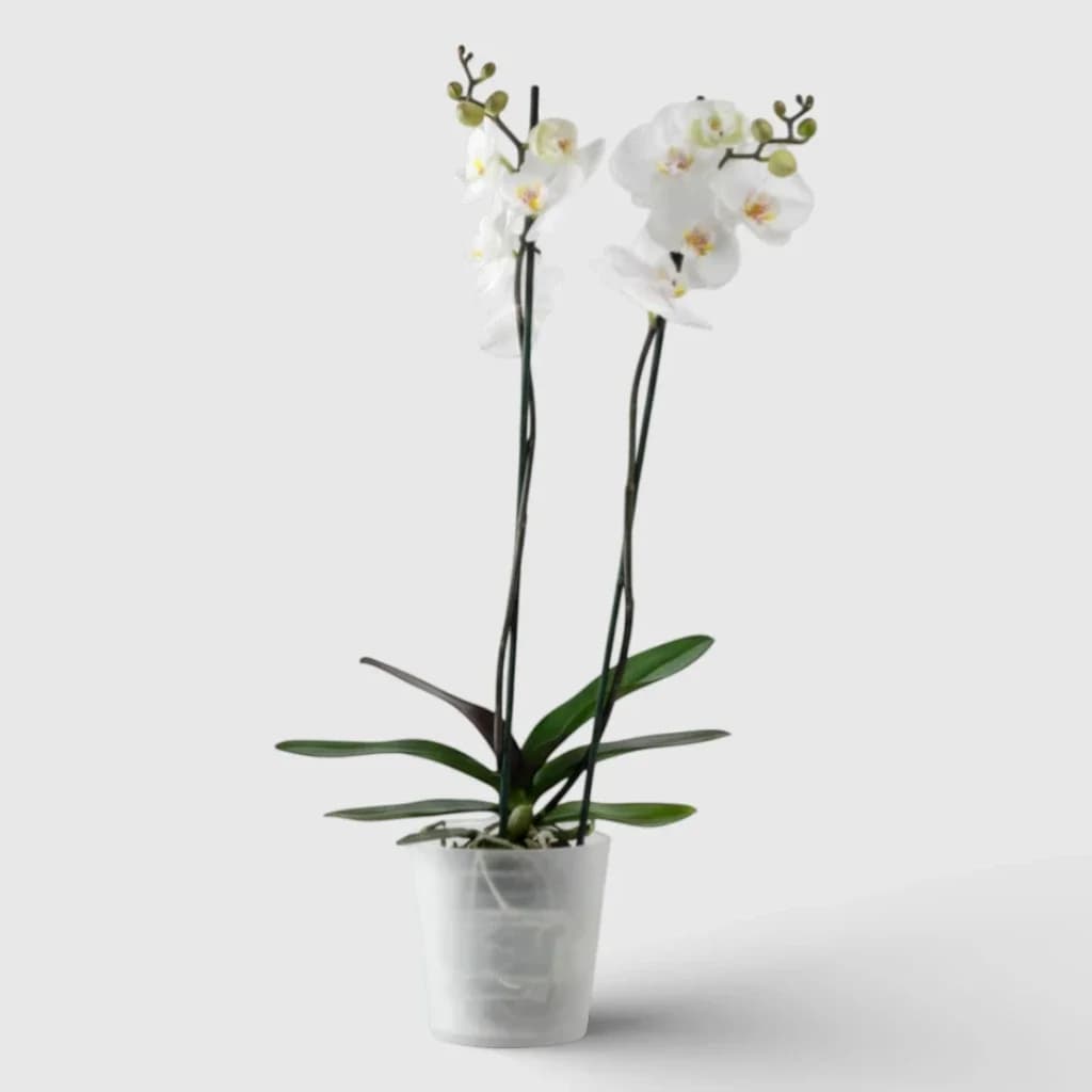 Orchidée blanche