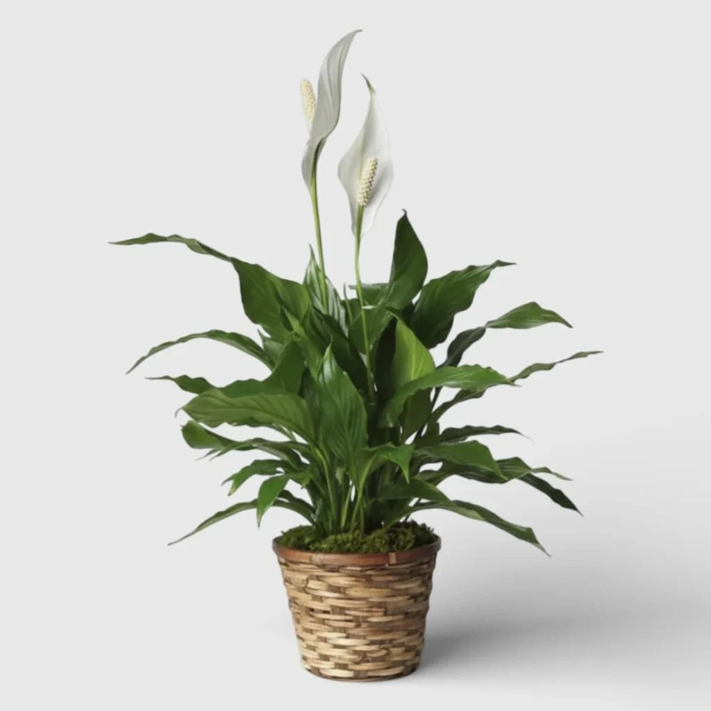 Plante en pot ' Spathiphyllum '