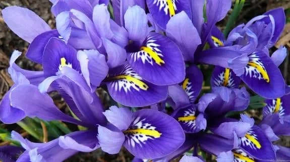 Acheter des iris avec livraison à Minsk, en Biélorussie