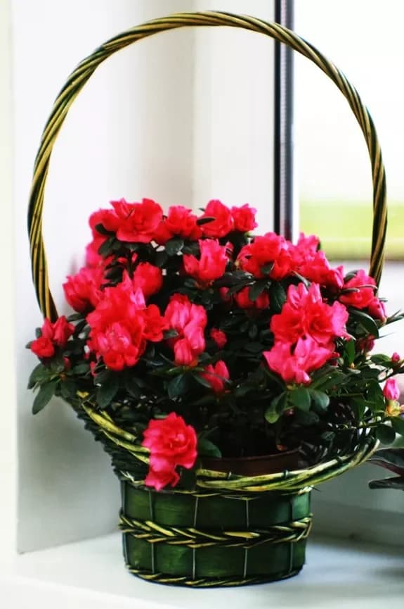 Salon de fleurs et de cadeaux : Minsk, Matoussevitcha, 72