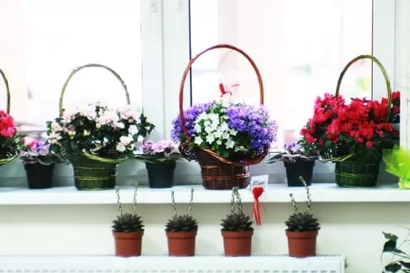 Salon de fleurs et de cadeaux : Minsk, Matoussevitcha, 72