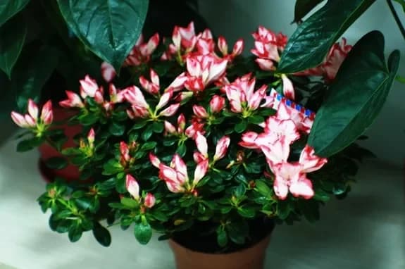 Salon de fleurs et de cadeaux : Minsk, Matoussevitcha, 72