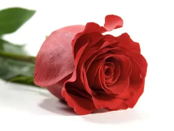 Acheter des roses rouges avec livraison à Minsk, en Biélorussie