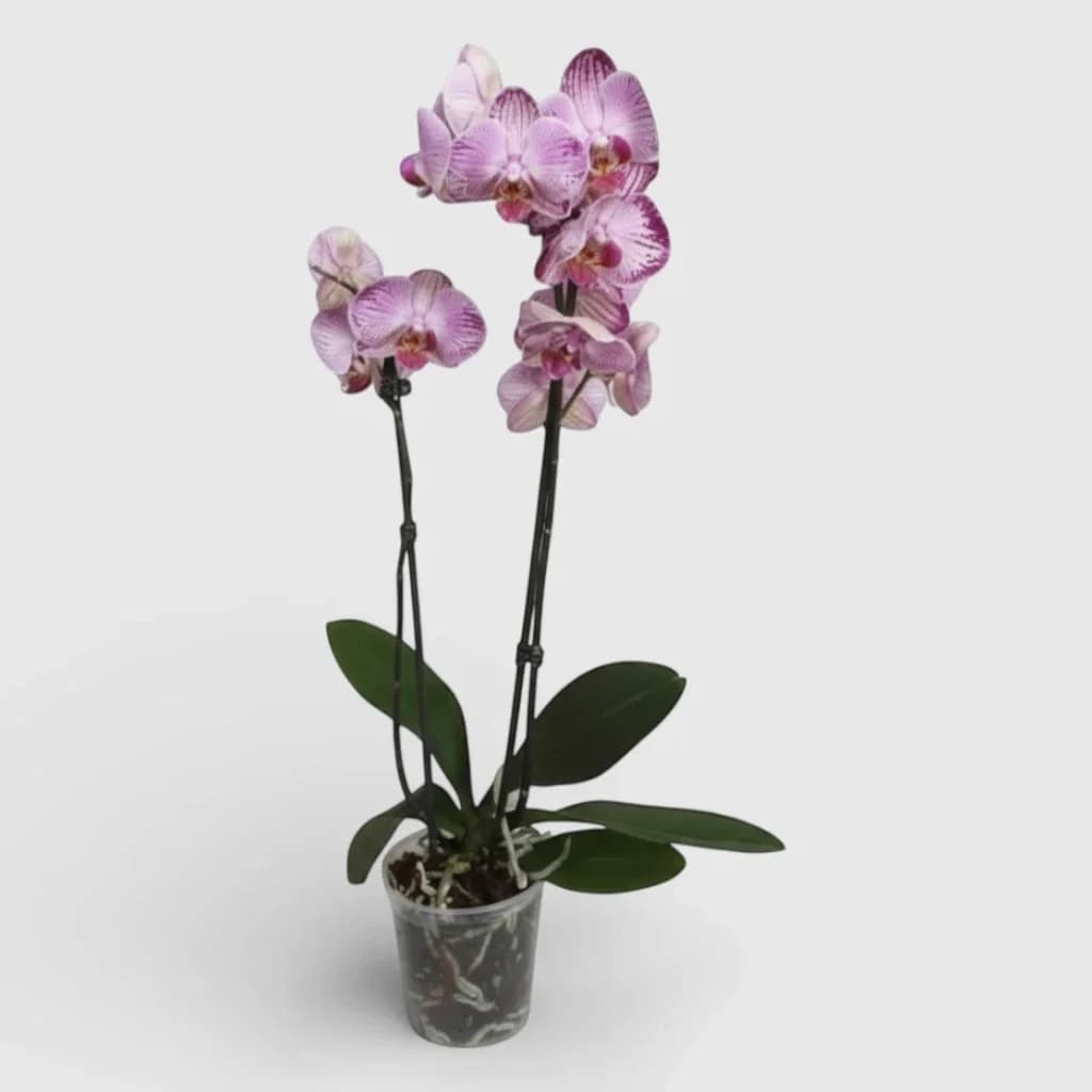 L'orchidée royale rose
