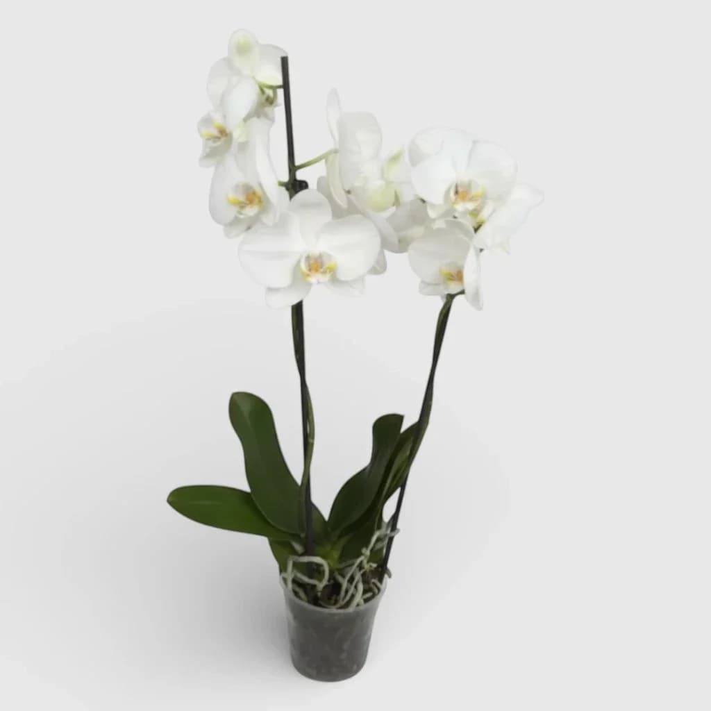 Orchidée royale blanche