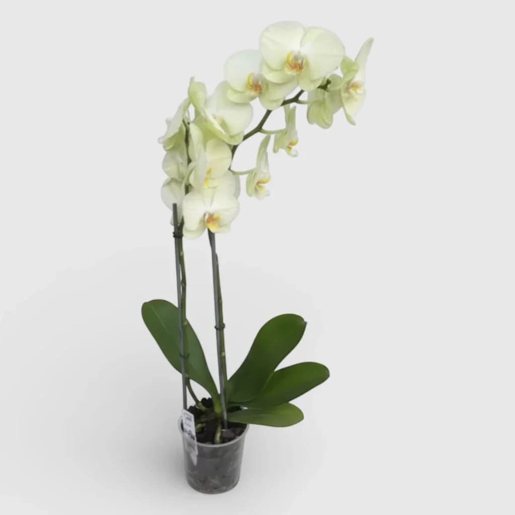 Orchidée royale jaune