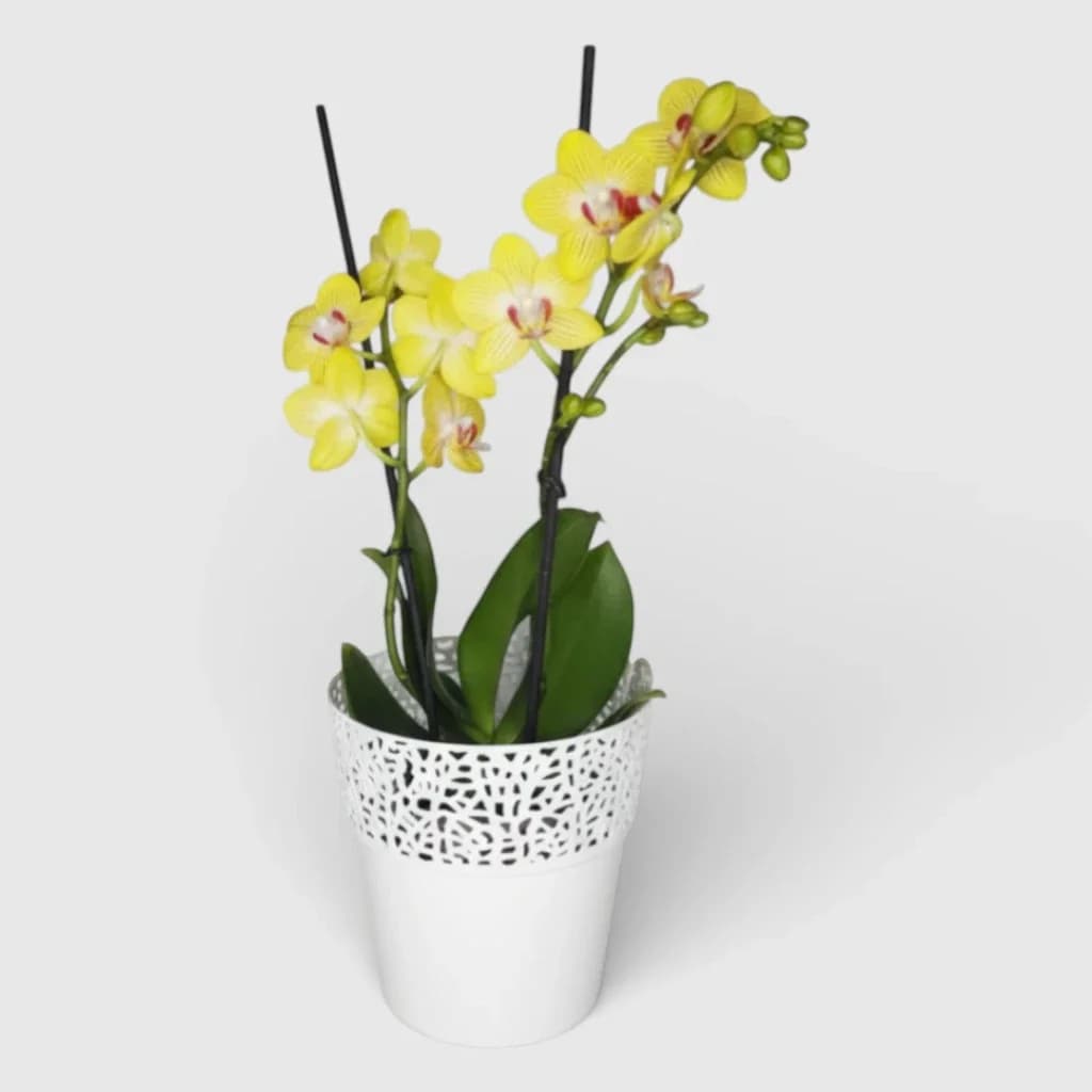 Orchidée jaune en pot