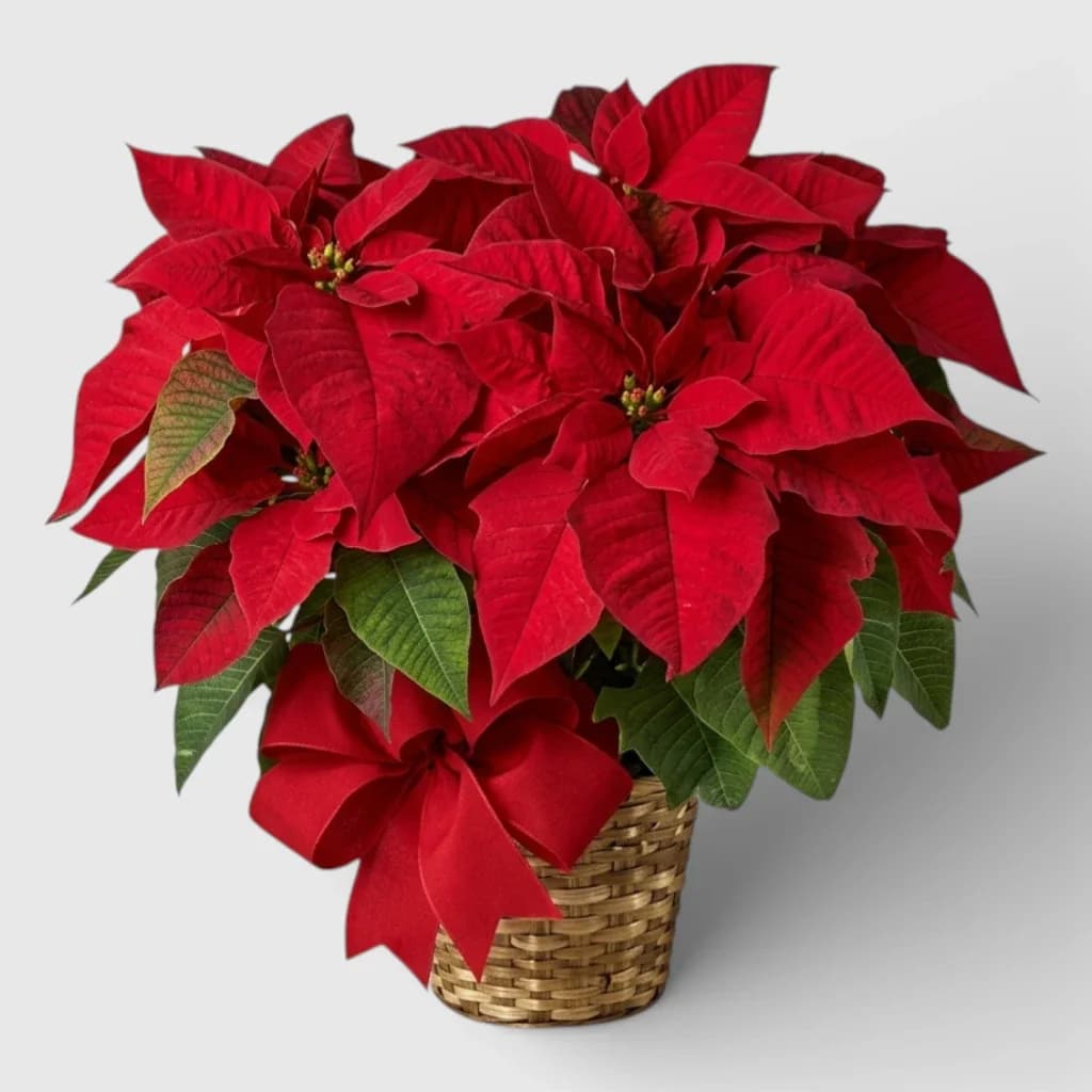 Poinsettia rouge en pot