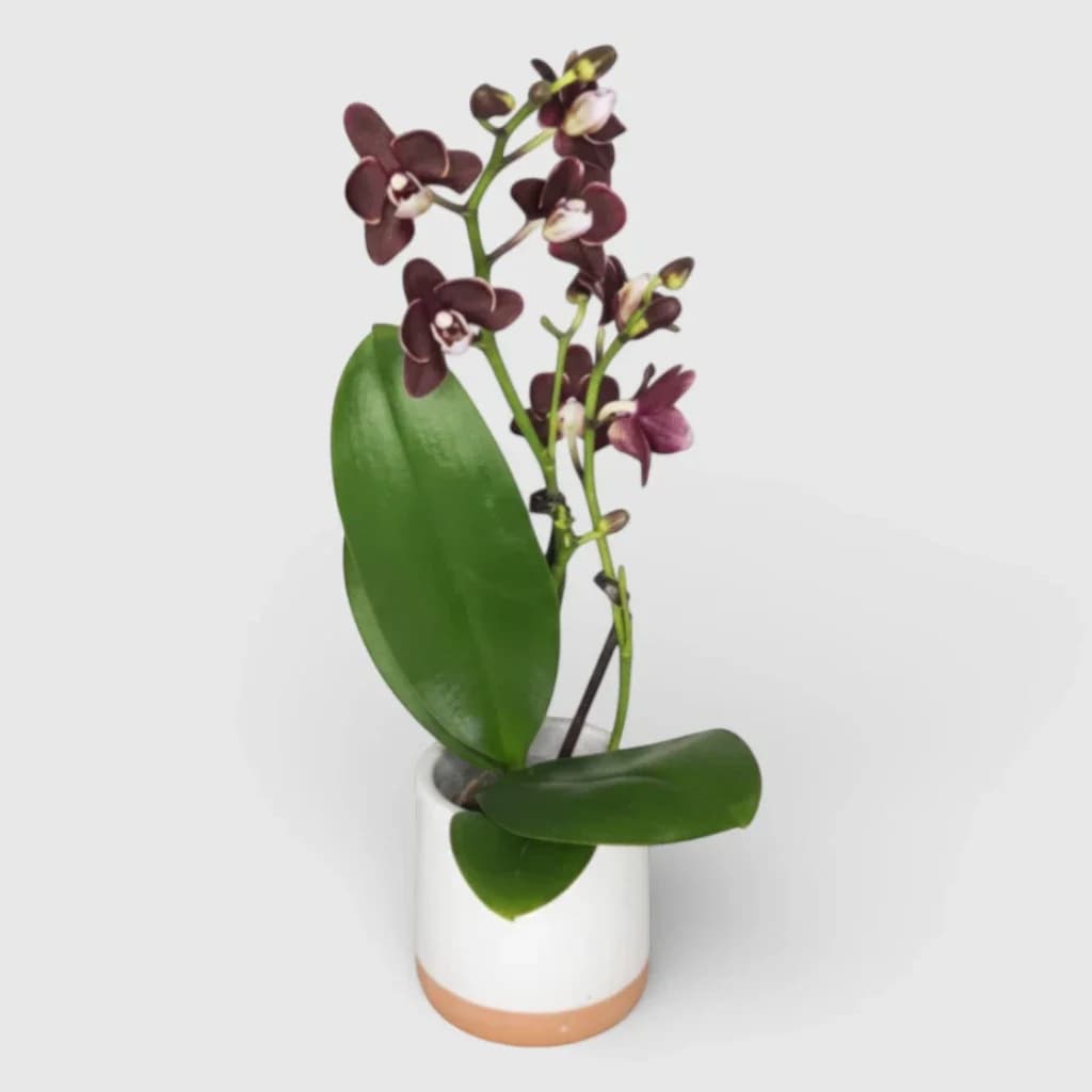 Mini-orchidée noire en cache-pot