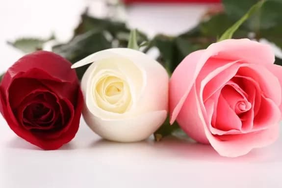Règles d'entretien des fleurs