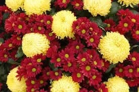 Règles d'entretien des fleurs