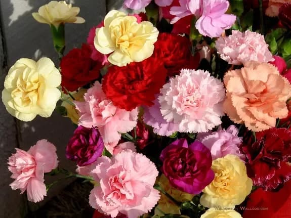 Règles d'entretien des fleurs