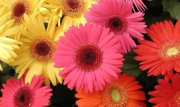 Règles d'entretien des fleurs