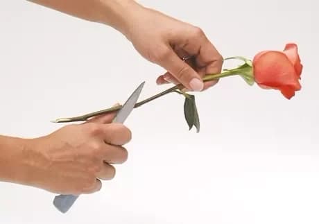 Règles d'entretien des fleurs