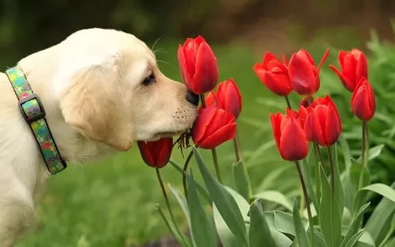 Acheter des tulipes avec livraison à Minsk, en Biélorussie