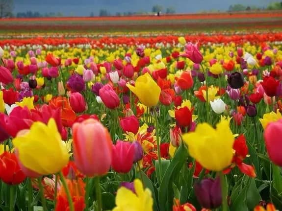 Acheter des tulipes avec livraison à Minsk, en Biélorussie