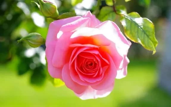 Acheter des roses roses avec livraison à Minsk, Biélorussie