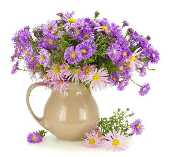 Acheter des chrysanthèmes avec livraison à Minsk, en Biélorussie