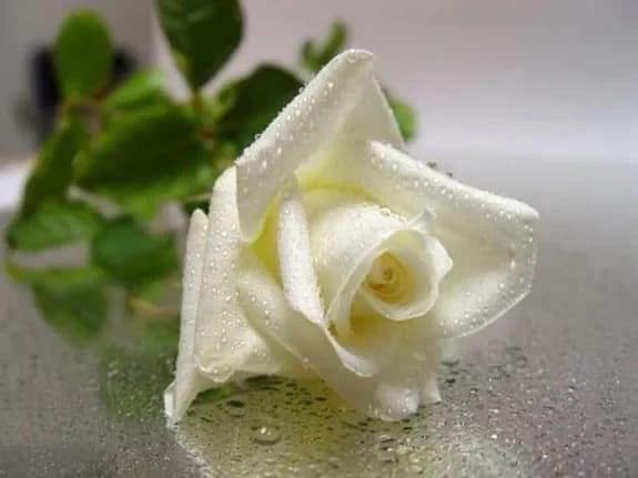 Acheter des roses blanches avec livraison à Minsk, en Biélorussie
