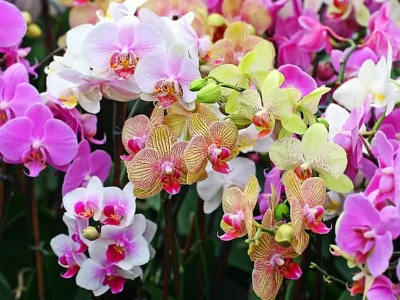 Acheter des orchidées avec livraison à Minsk, en Biélorussie