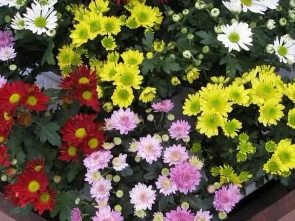 Acheter des chrysanthèmes avec livraison à Minsk, en Biélorussie