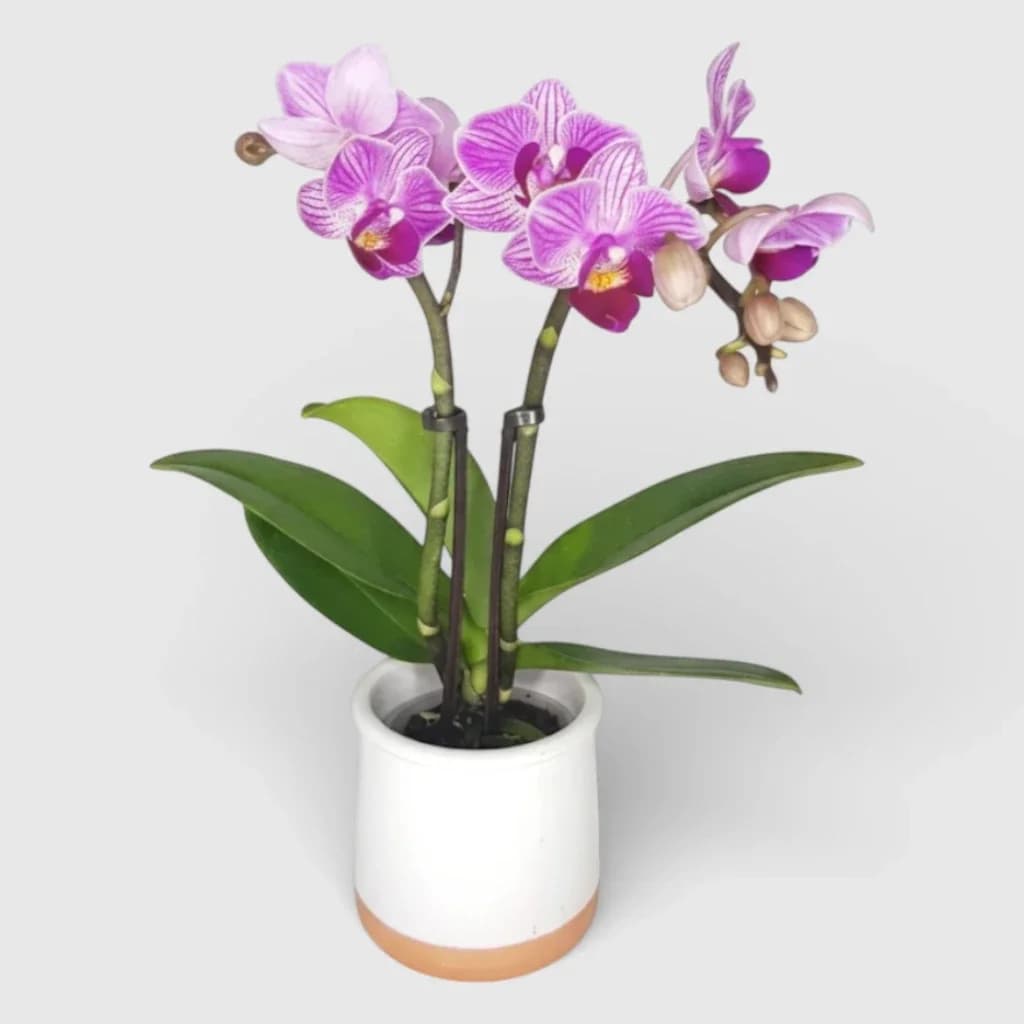 Mini-orchidée rose en cache-pot